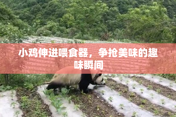 小鸡伸进喂食器，争抢美味的趣味瞬间