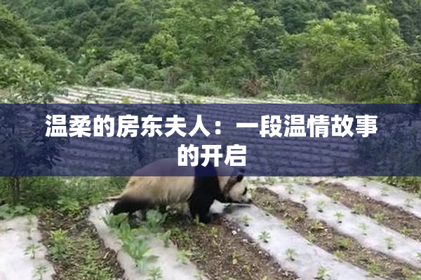 温柔的房东夫人：一段温情故事的开启