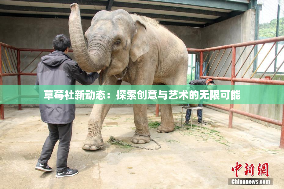 草莓社新动态：探索创意与艺术的无限可能