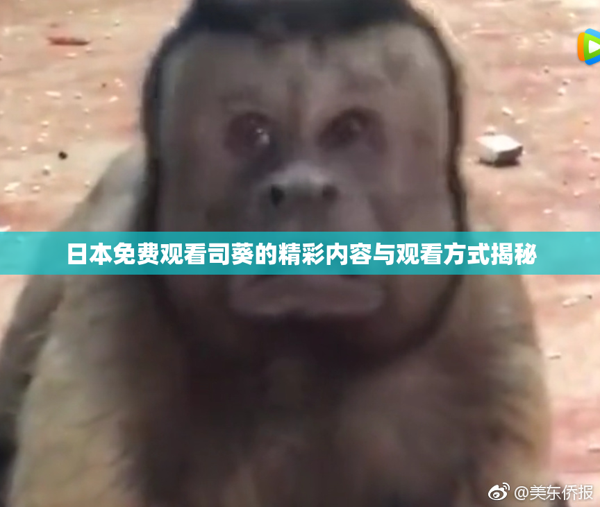日本免费观看司葵的精彩内容与观看方式揭秘