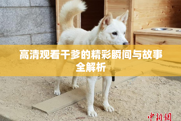 高清观看干爹的精彩瞬间与故事全解析