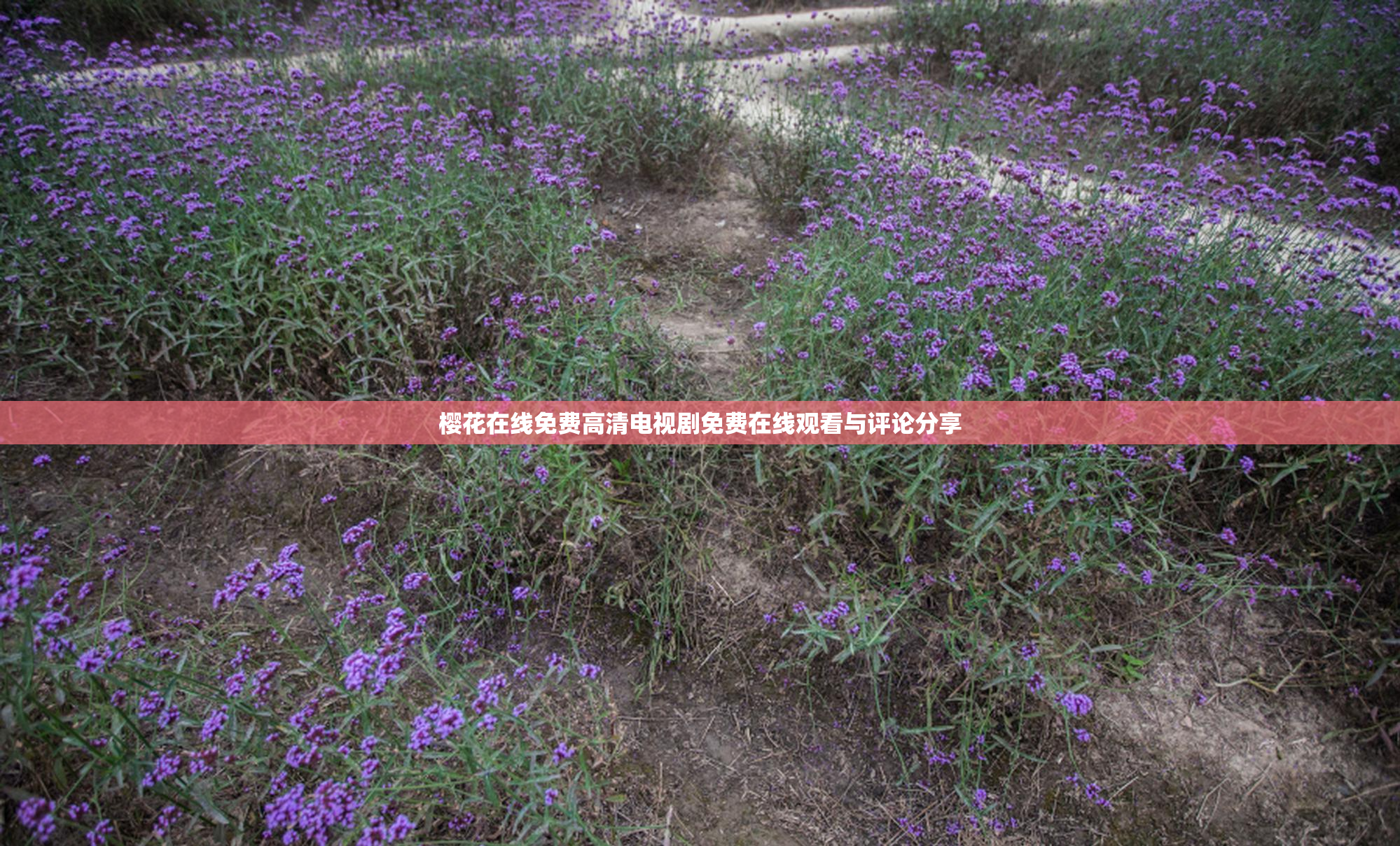 樱花在线免费高清电视剧免费在线观看与评论分享