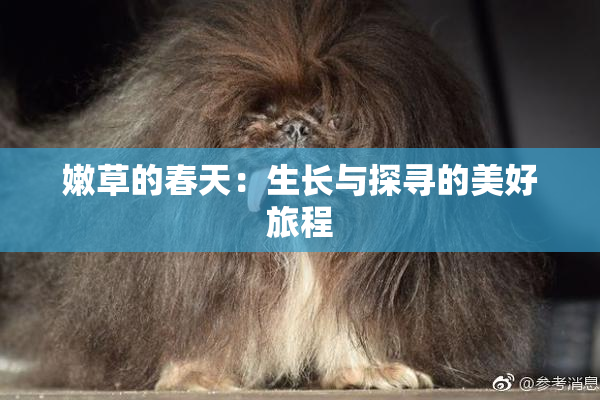 嫩草的春天：生长与探寻的美好旅程