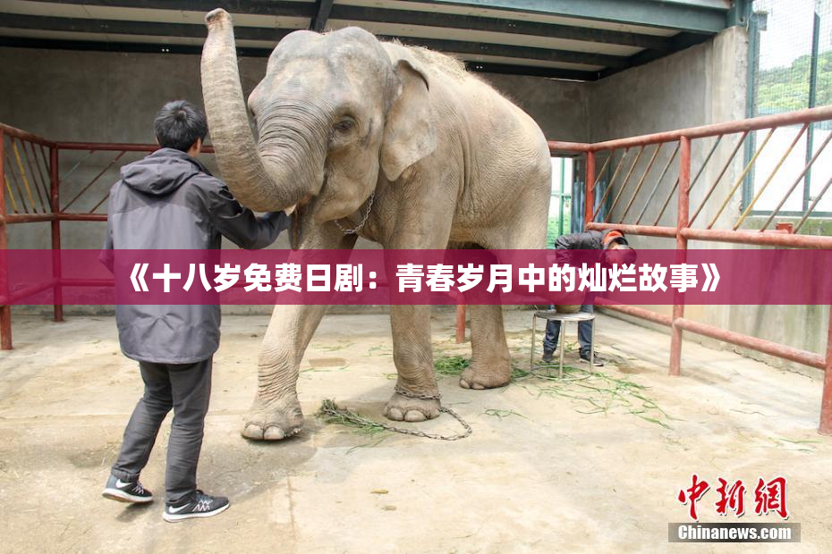 《十八岁免费日剧：青春岁月中的灿烂故事》