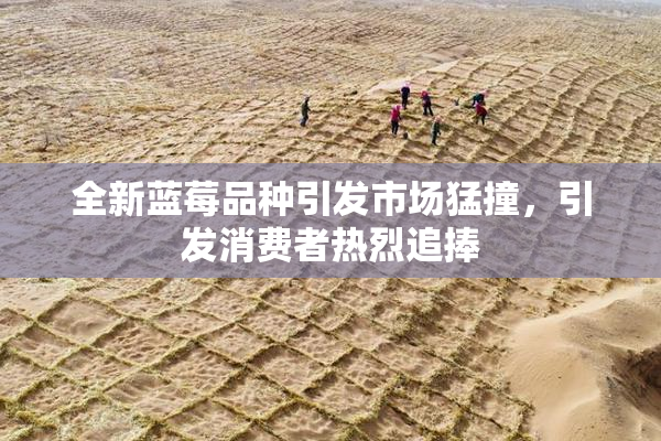 全新蓝莓品种引发市场猛撞，引发消费者热烈追捧