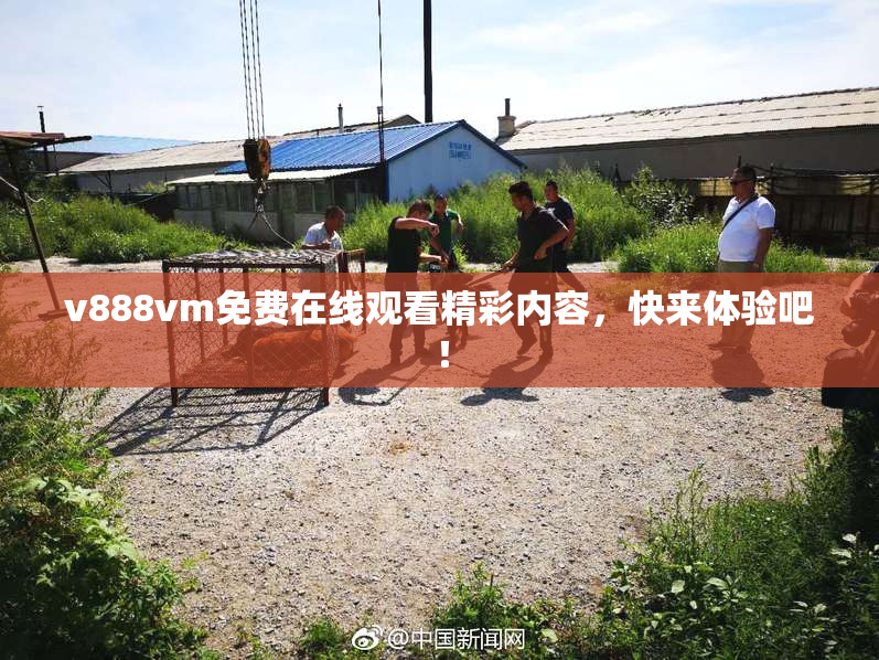 v888vm免费在线观看精彩内容，快来体验吧！