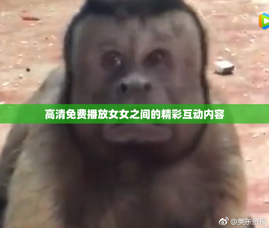 高清免费播放女女之间的精彩互动内容