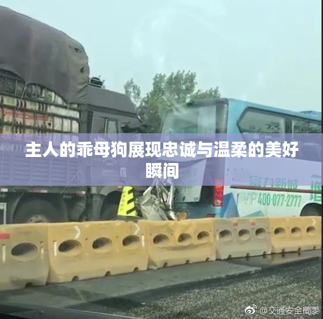 主人的乖母狗展现忠诚与温柔的美好瞬间