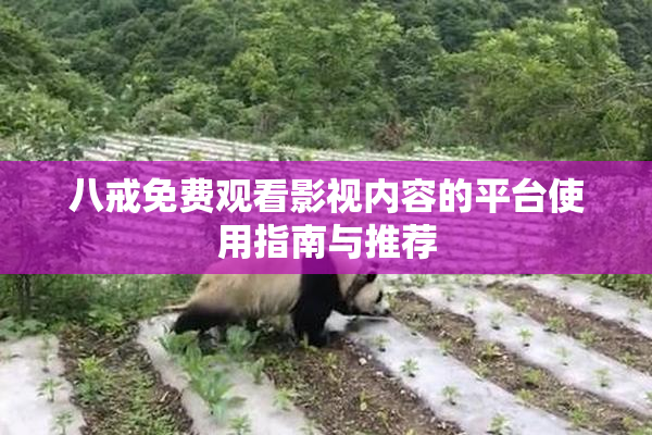 八戒免费观看影视内容的平台使用指南与推荐