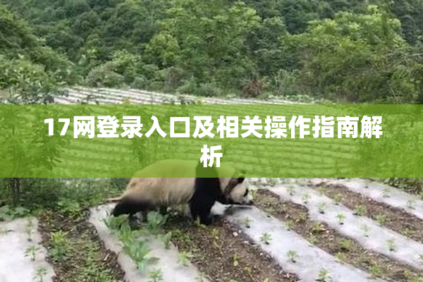 17网登录入口及相关操作指南解析