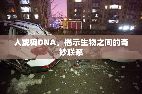 人或狗DNA，揭示生物之间的奇妙联系