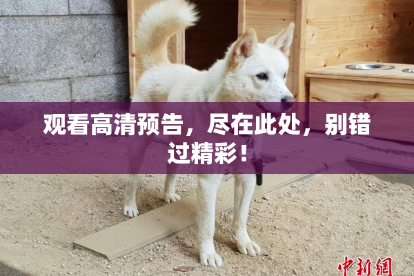 观看高清预告，尽在此处，别错过精彩！
