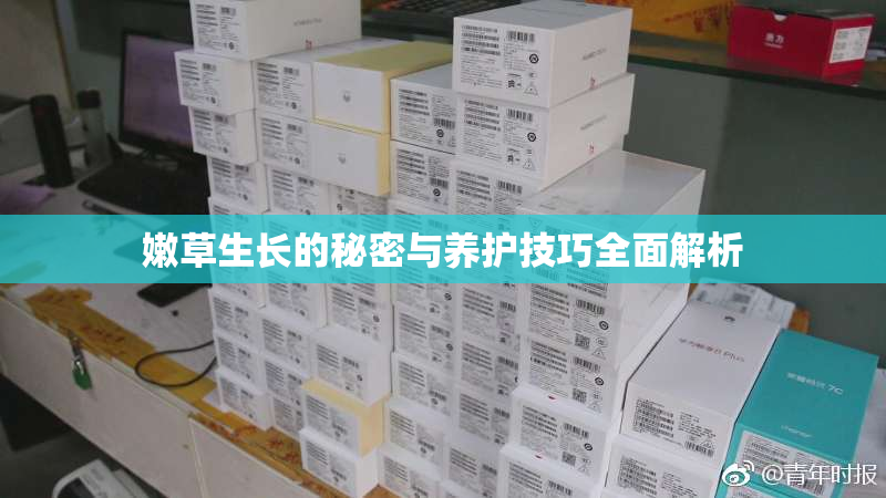 嫩草生长的秘密与养护技巧全面解析