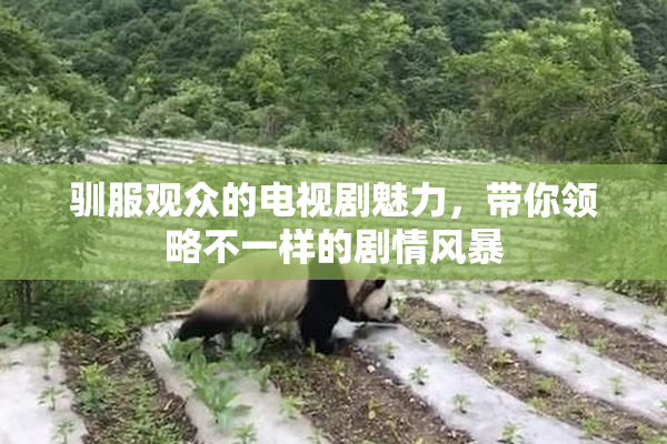 驯服观众的电视剧魅力，带你领略不一样的剧情风暴