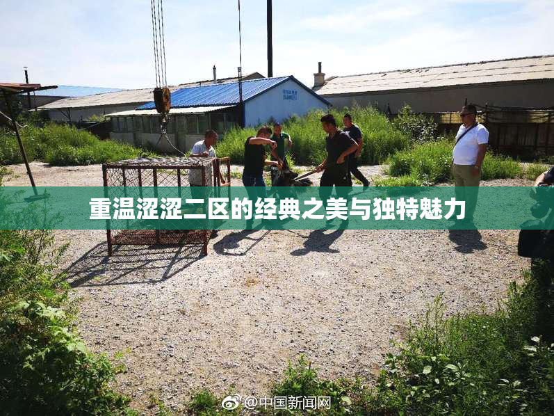 重温涩涩二区的经典之美与独特魅力