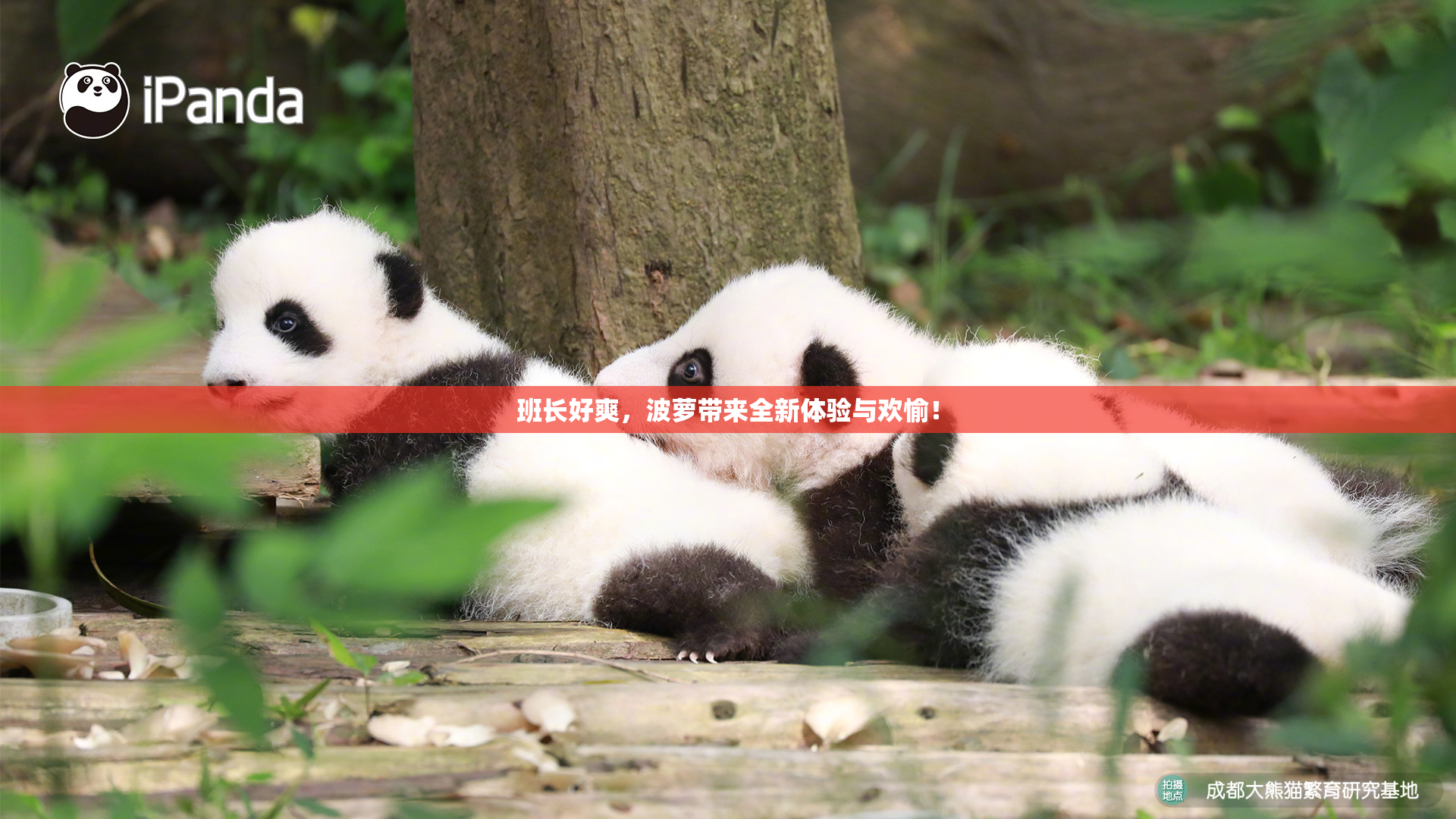 班长好爽，波萝带来全新体验与欢愉！
