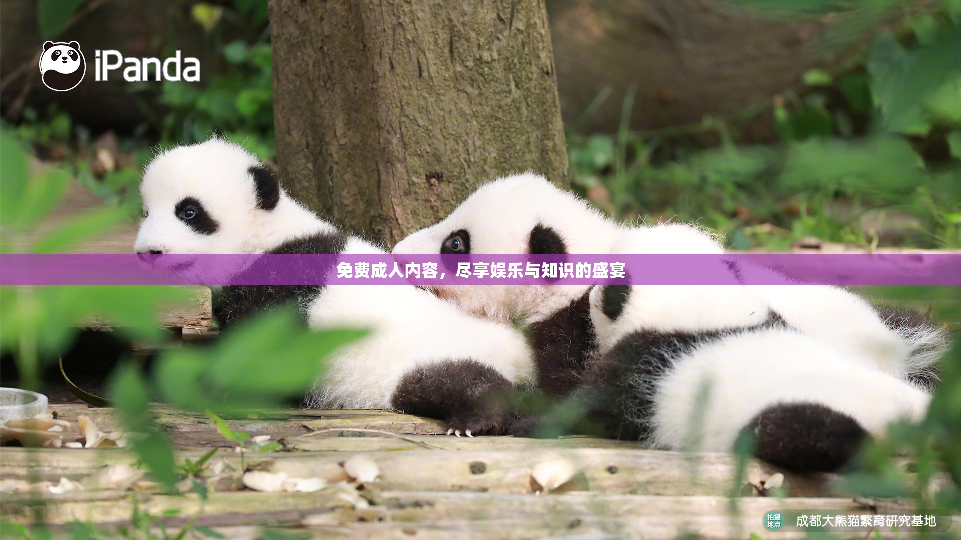 免费成人内容，尽享娱乐与知识的盛宴