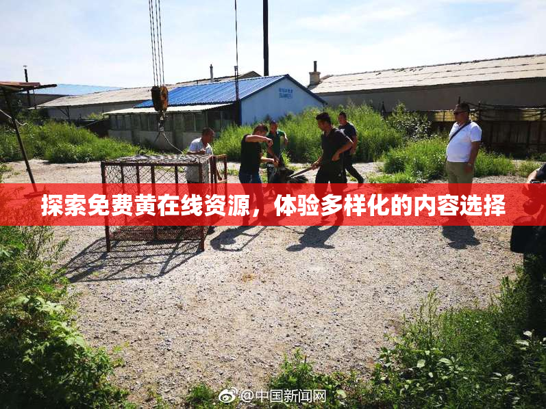 探索免费黄在线资源，体验多样化的内容选择