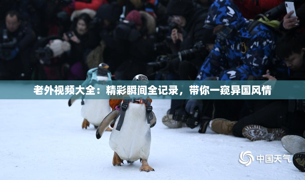 老外视频大全：精彩瞬间全记录，带你一窥异国风情