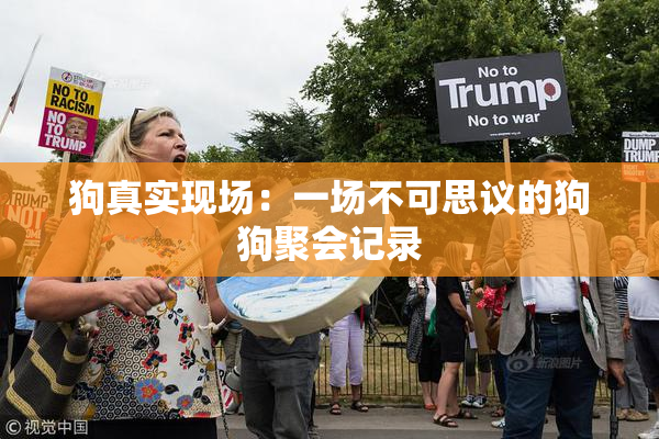 狗真实现场：一场不可思议的狗狗聚会记录