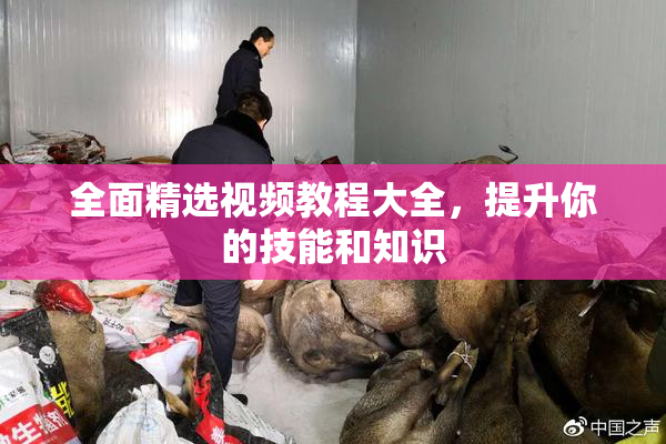 全面精选视频教程大全，提升你的技能和知识