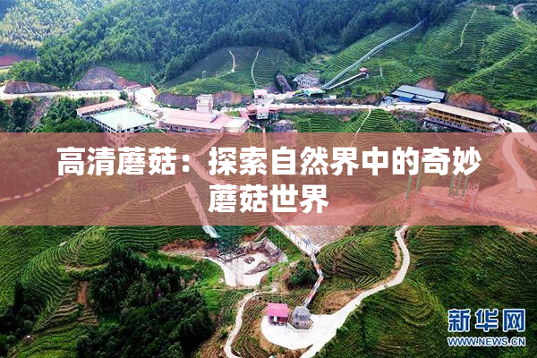 高清蘑菇：探索自然界中的奇妙蘑菇世界