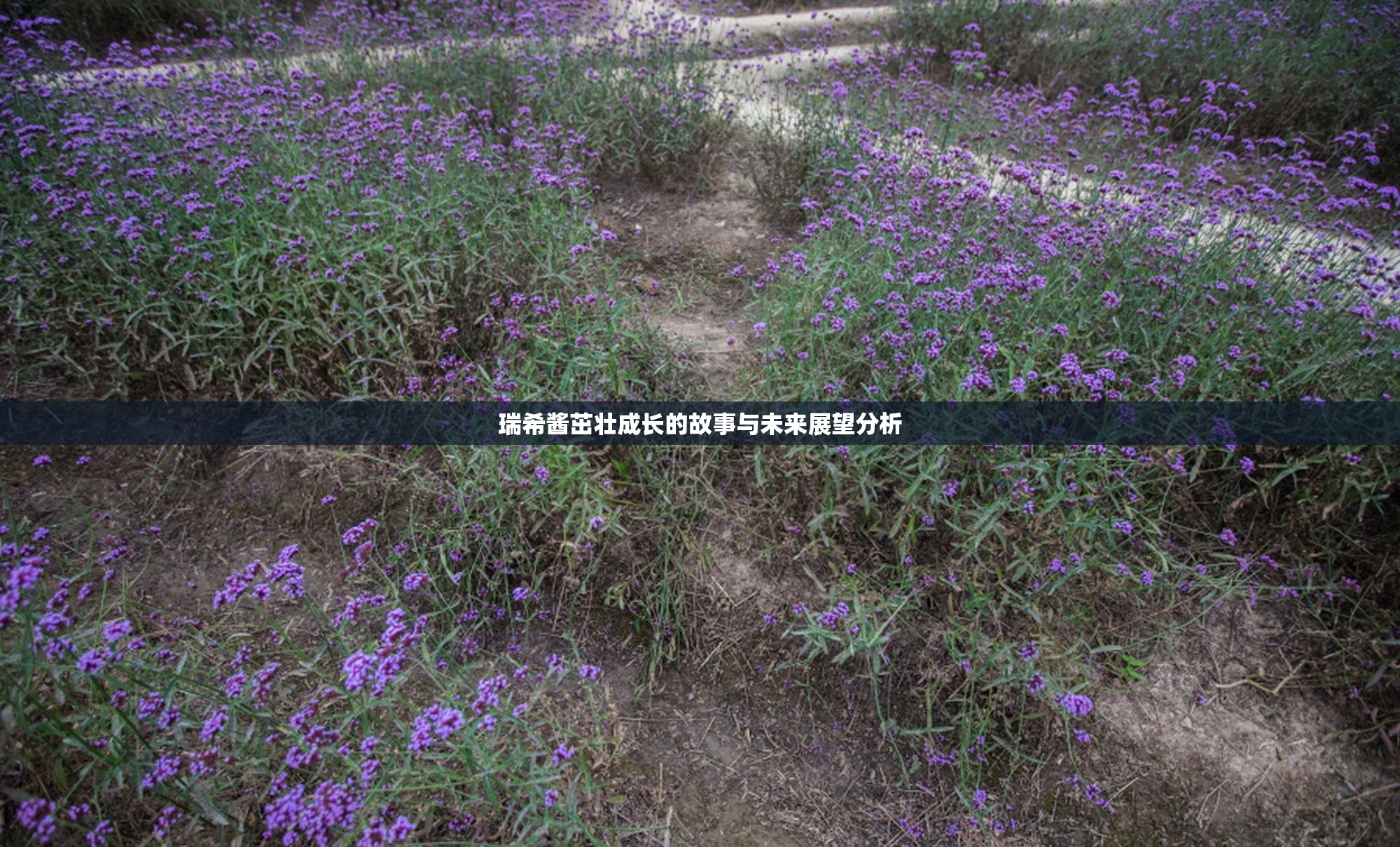 瑞希酱茁壮成长的故事与未来展望分析
