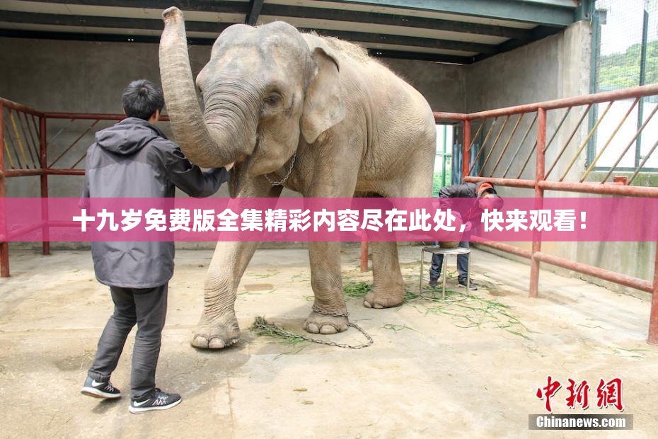 十九岁免费版全集精彩内容尽在此处，快来观看！