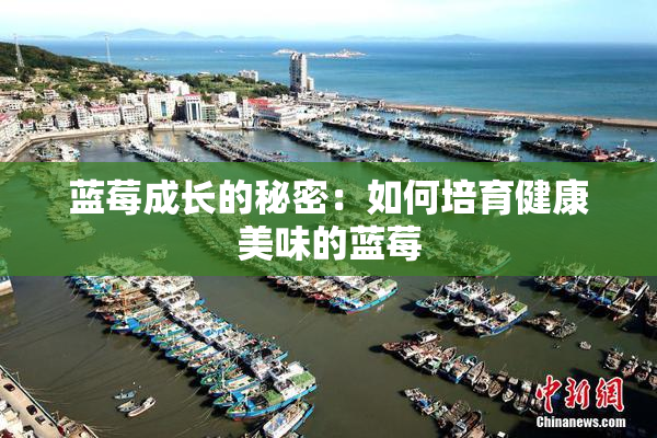 蓝莓成长的秘密：如何培育健康美味的蓝莓