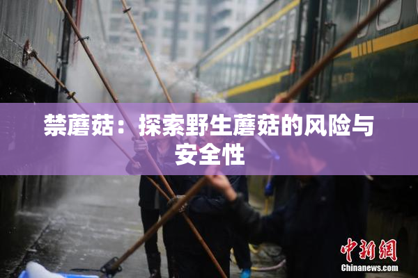 禁蘑菇：探索野生蘑菇的风险与安全性