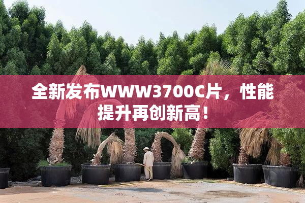 全新发布WWW3700C片，性能提升再创新高！