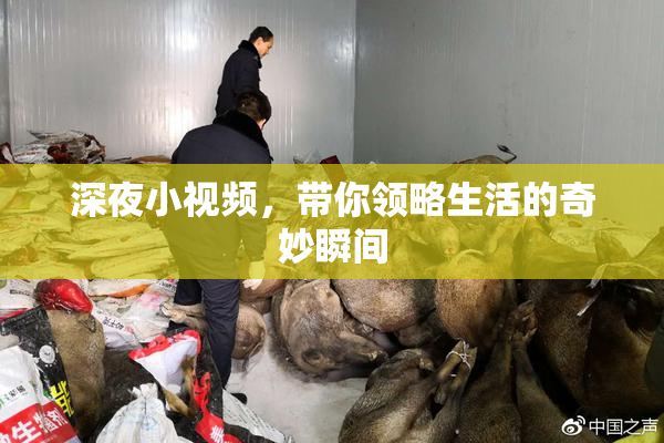 深夜小视频，带你领略生活的奇妙瞬间